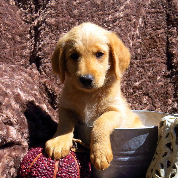 Syrah